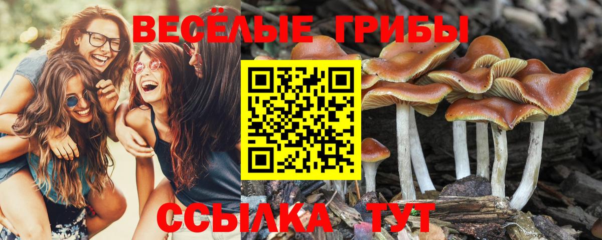 Псилоцибиновые грибы мицелий Волоколамск
